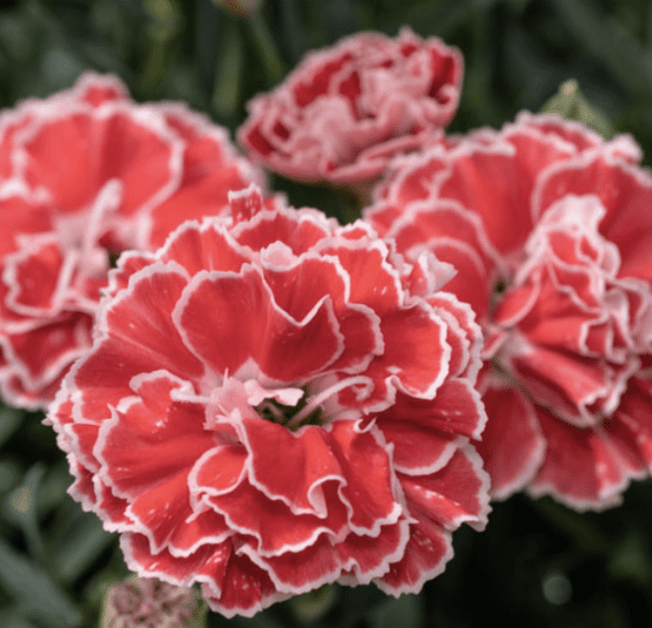 Dianthus Constant Beauty Crush Orange (gallon pot)